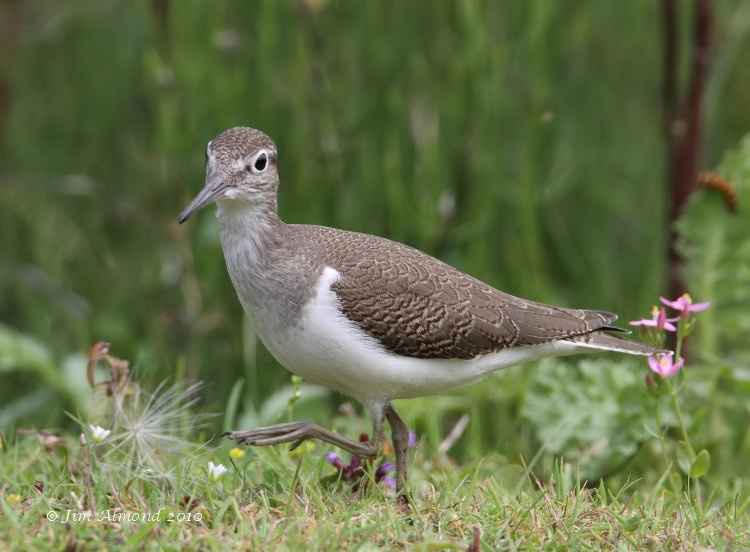 Common Sandpiper juvenile  VP 28 7 10 IMG_2979_filtered